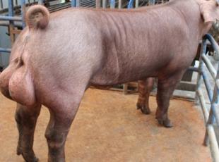 ����˷N���i